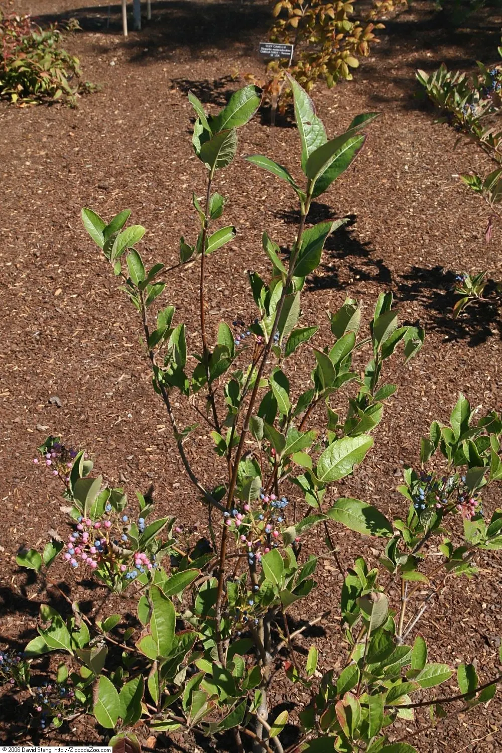 Mapleleaf Viburnum (Viburnum Acerifolium) — making it a superb understory plant or a graceful border specimen