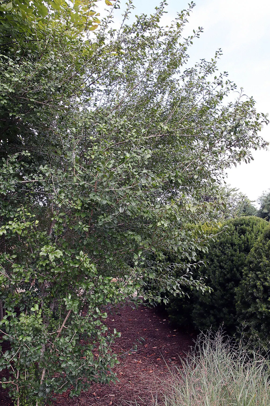 Mapleleaf Viburnum (Viburnum Acerifolium) — white flowers in the garden; resembling those of a maple