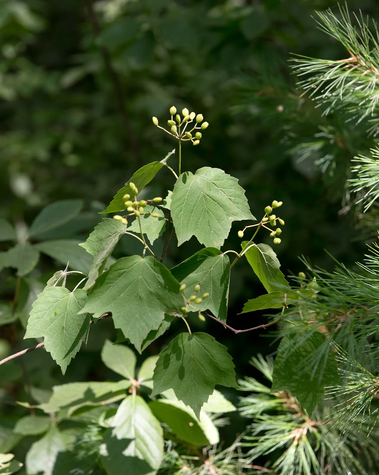 Mapleleaf Viburnum (Viburnum Acerifolium) — enhancing the ecological value of the garden.<br><br>Preferring areas with dappled sunlight