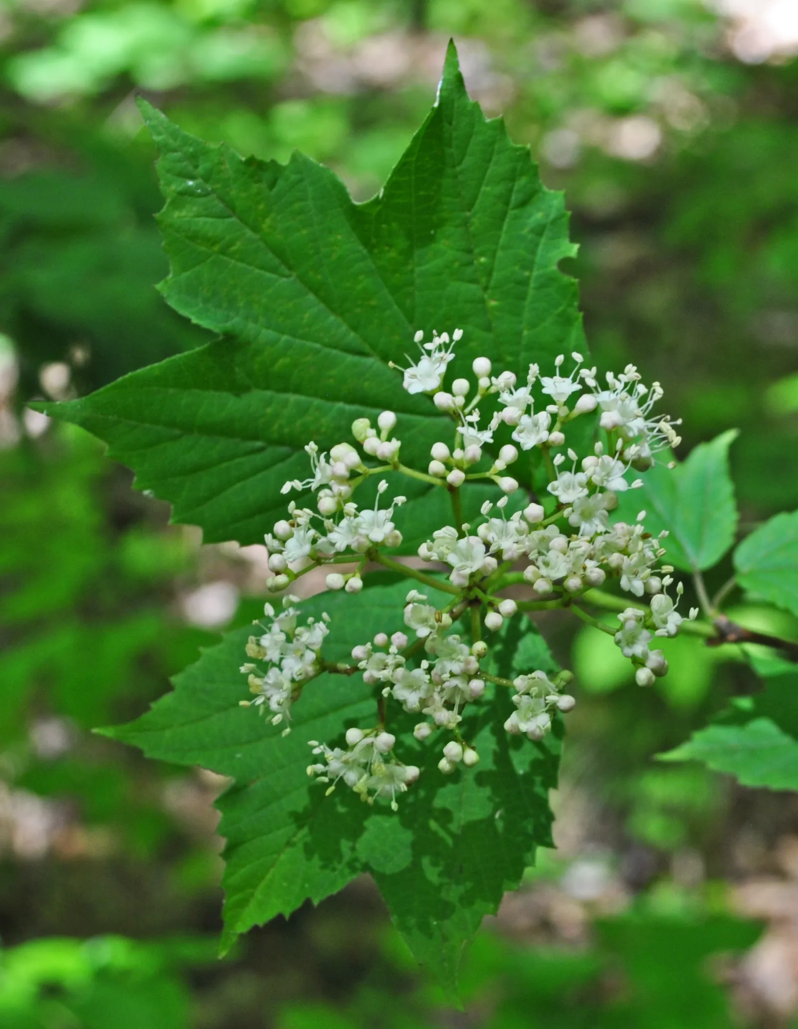 Mapleleaf Viburnum (Viburnum Acerifolium) — Spring welcomes white flowers, followed by blackish berries that attract wildlife; it reaches 3-6 feet in height