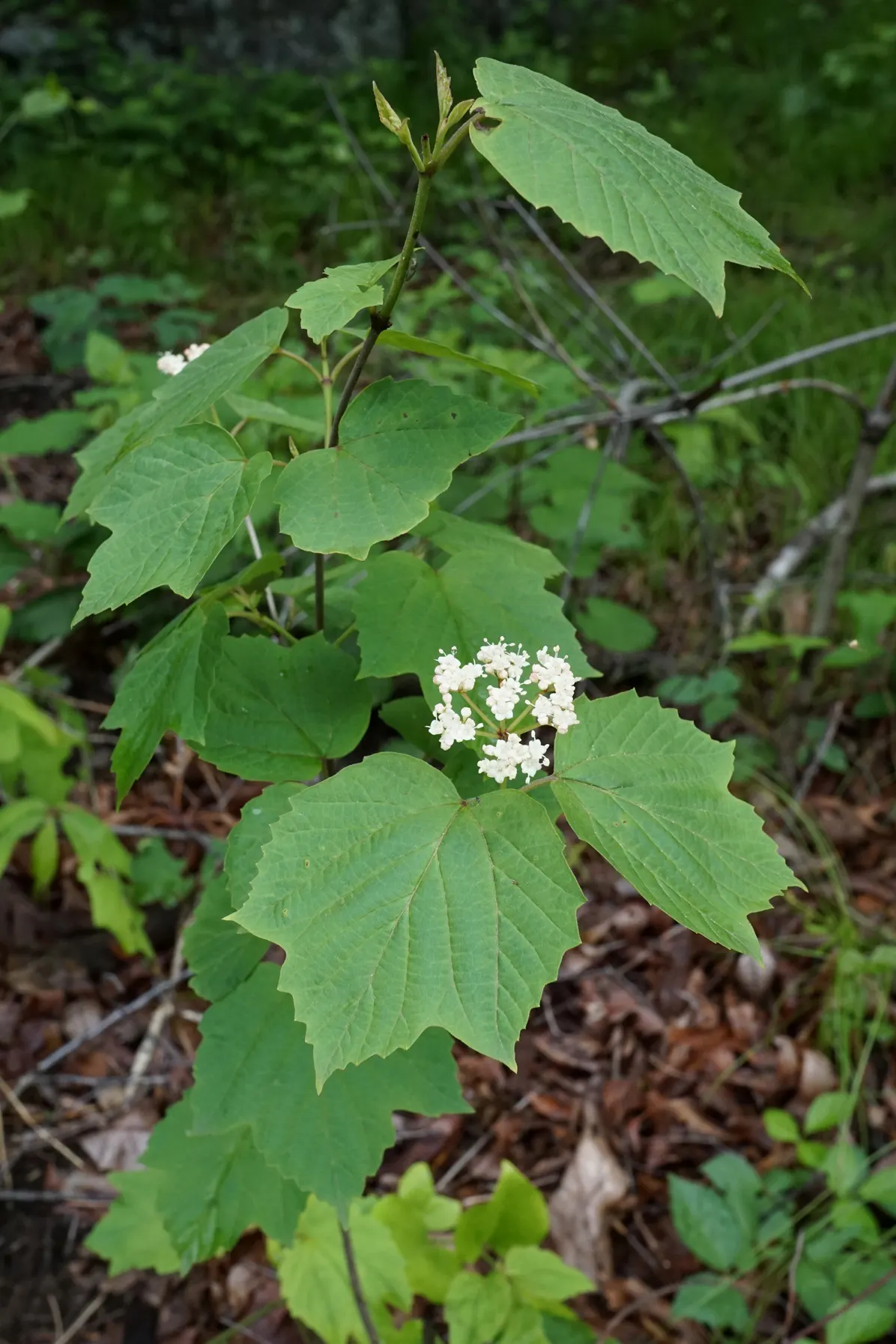 Mapleleaf Viburnum (Viburnum Acerifolium) — Viburnum acerifolium thrives in average