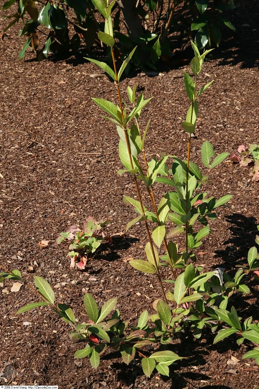 Mapleleaf Viburnum (Viburnum Acerifolium) — Prefers partial to full shade and enjoys moist, well-drained soil, making it an excellent understory addition
