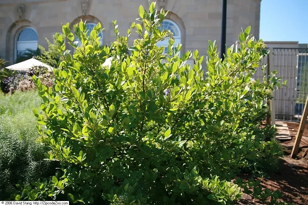 Mapleleaf Viburnum (Viburnum Acerifolium) — shrub for full or half; making it an excellent choice for enhancing the aesthetic and biodiversity of any garden