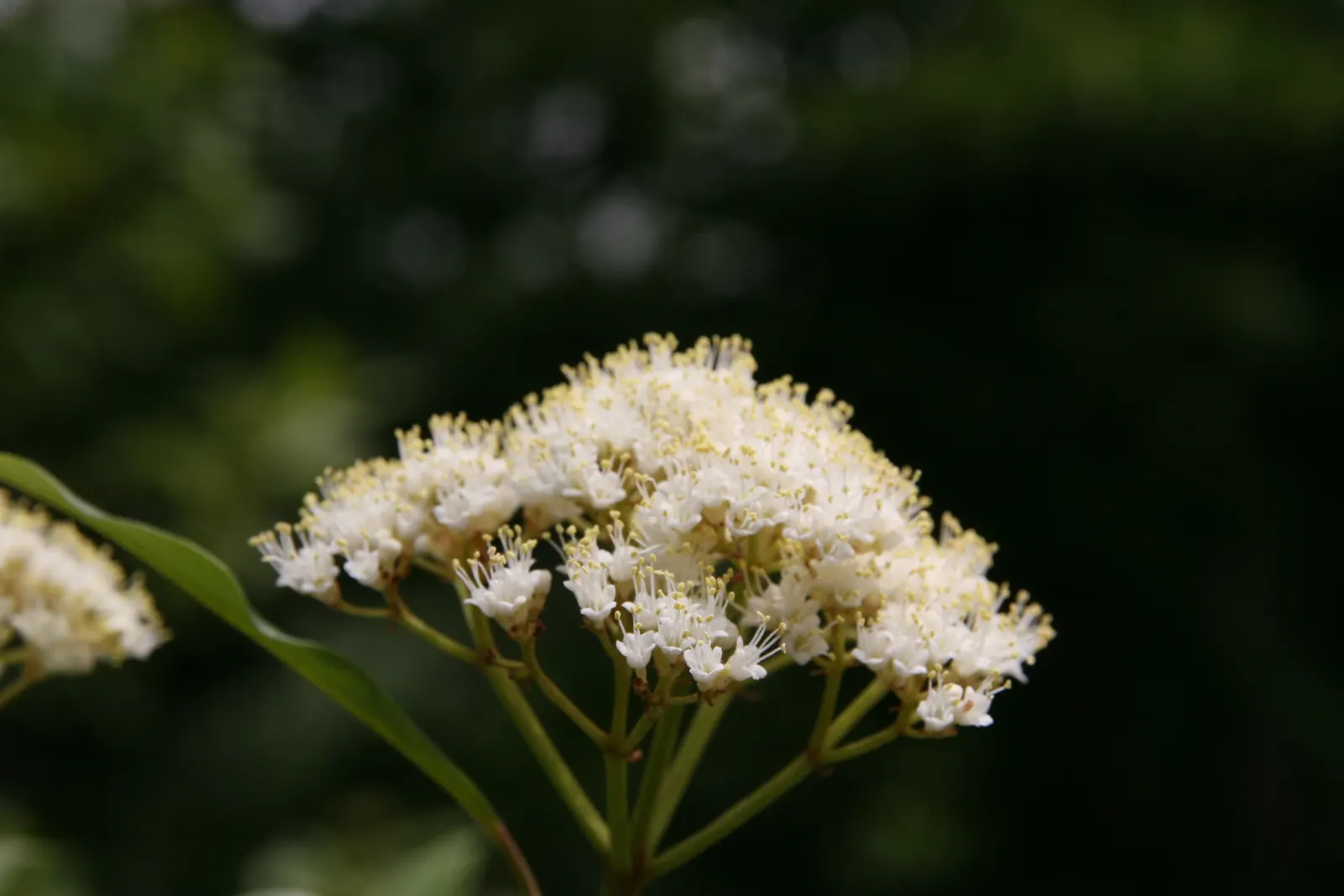 Mapleleaf Viburnum (Viburnum Acerifolium) — it can tolerate a variety of conditions but avoids excessively wet or heavily clay-based soils