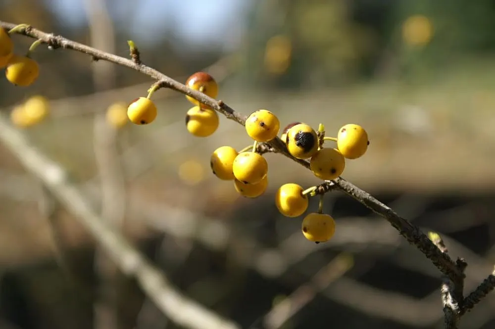 Mapleleaf Viburnum (Viburnum Acerifolium) — it can tolerate a variety of conditions but avoids excessively wet or heavily clay-based soils; enhancing the