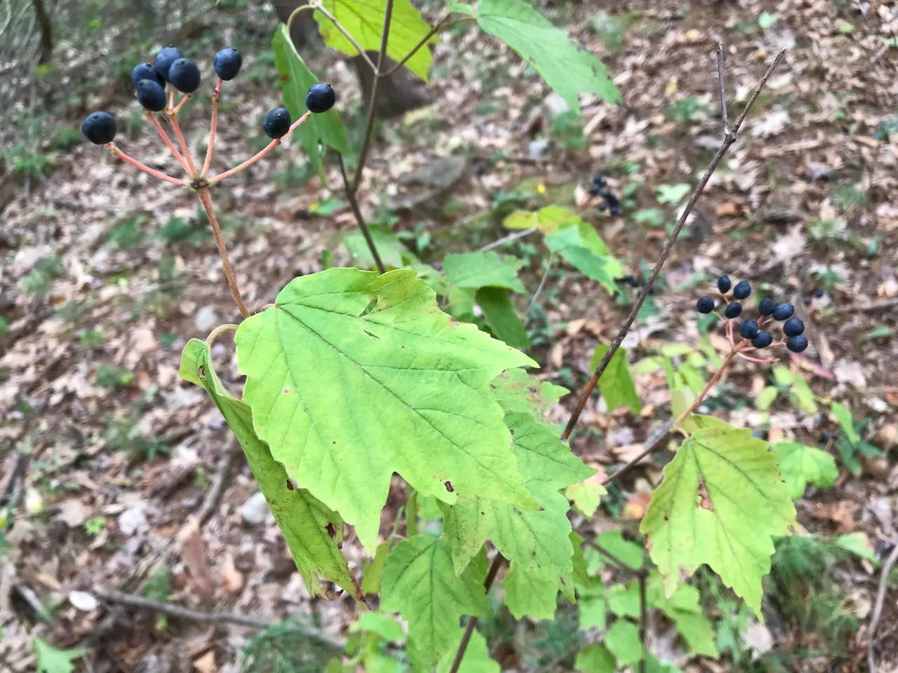 Mapleleaf Viburnum (Viburnum Acerifolium) — offering a multi-season display in the landscape; flourishing in USDA zones 4-8