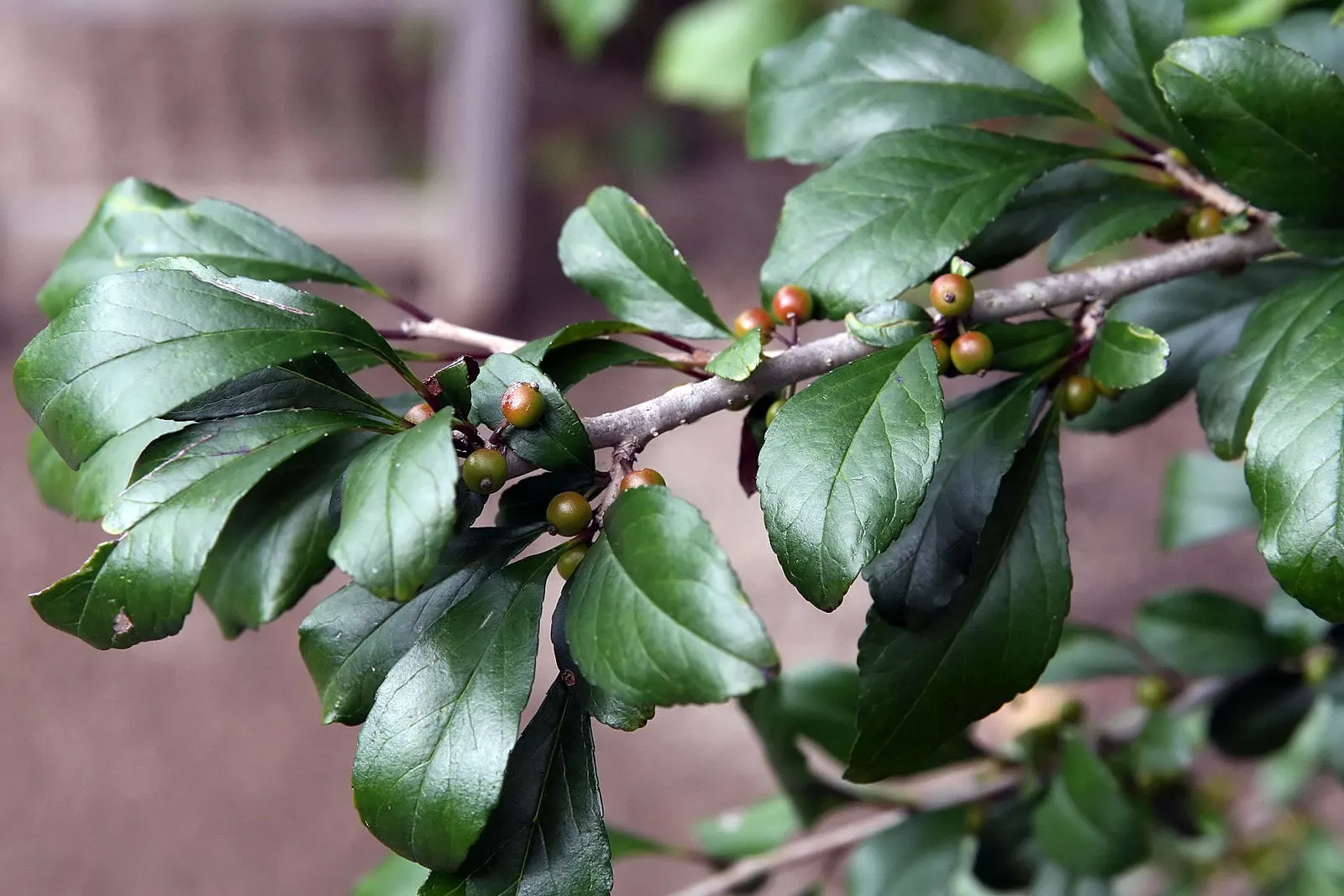 Mapleleaf Viburnum (Viburnum Acerifolium) — Prefers partial to full shade and enjoys moist, well-drained soil, making it an excellent understory addition; its