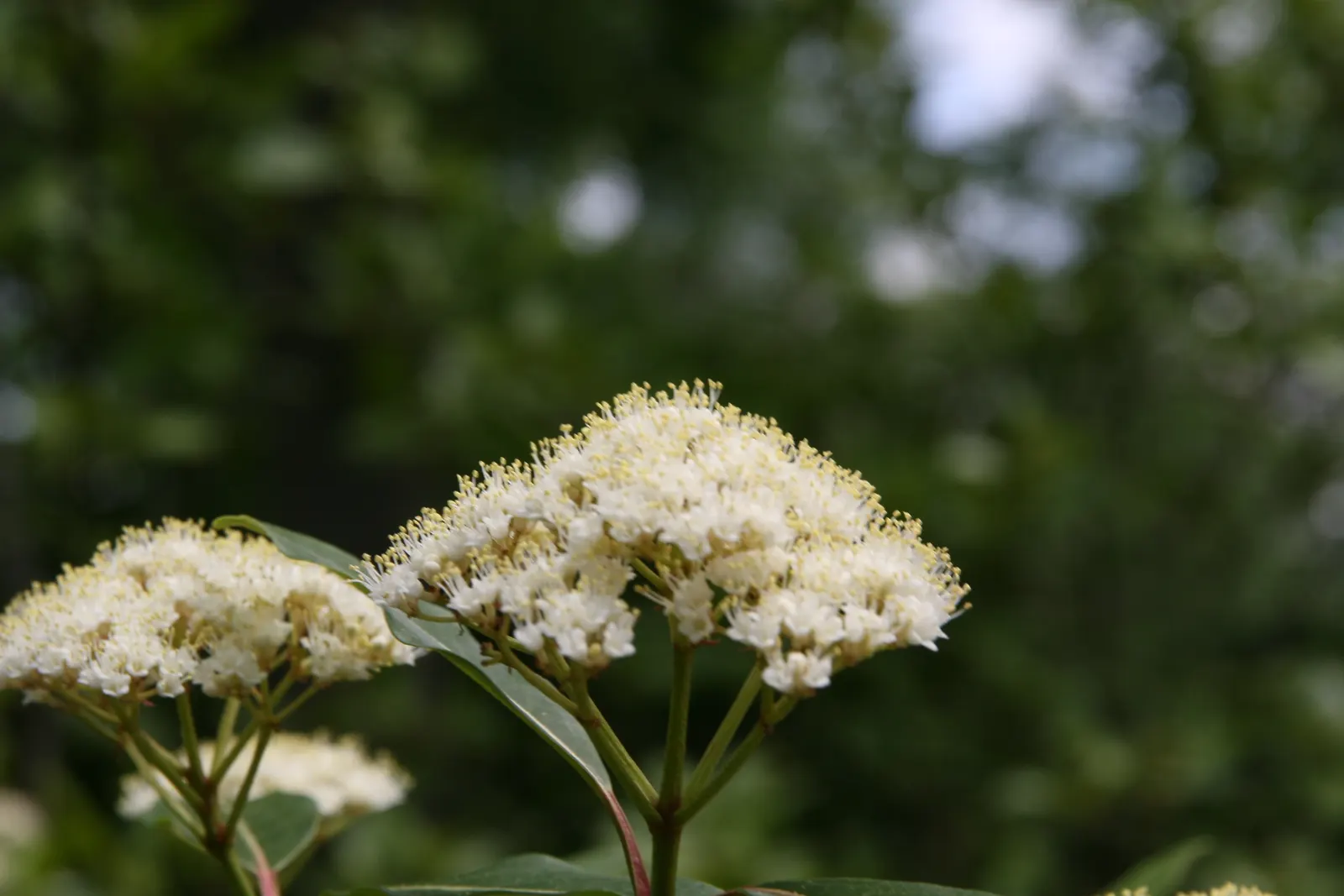 Mapleleaf Viburnum (Viburnum Acerifolium) — Mapleleaf Viburnum (Viburnum acerifolium) is a versatile shrub native to North America
