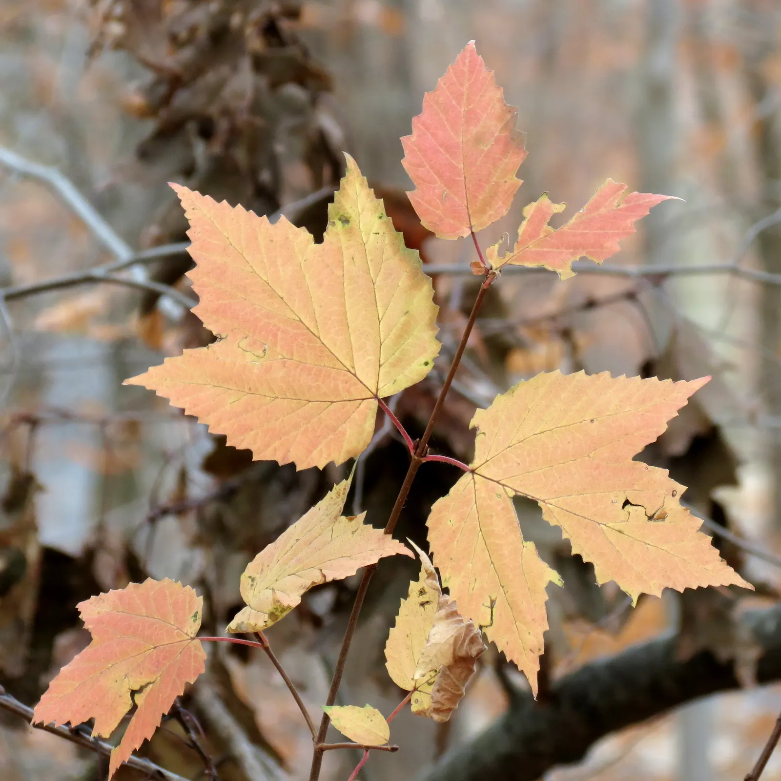 Mapleleaf Viburnum (Viburnum Acerifolium) — scientifically known as Viburnum acerifolium; which provide a subtle yet elegant appeal