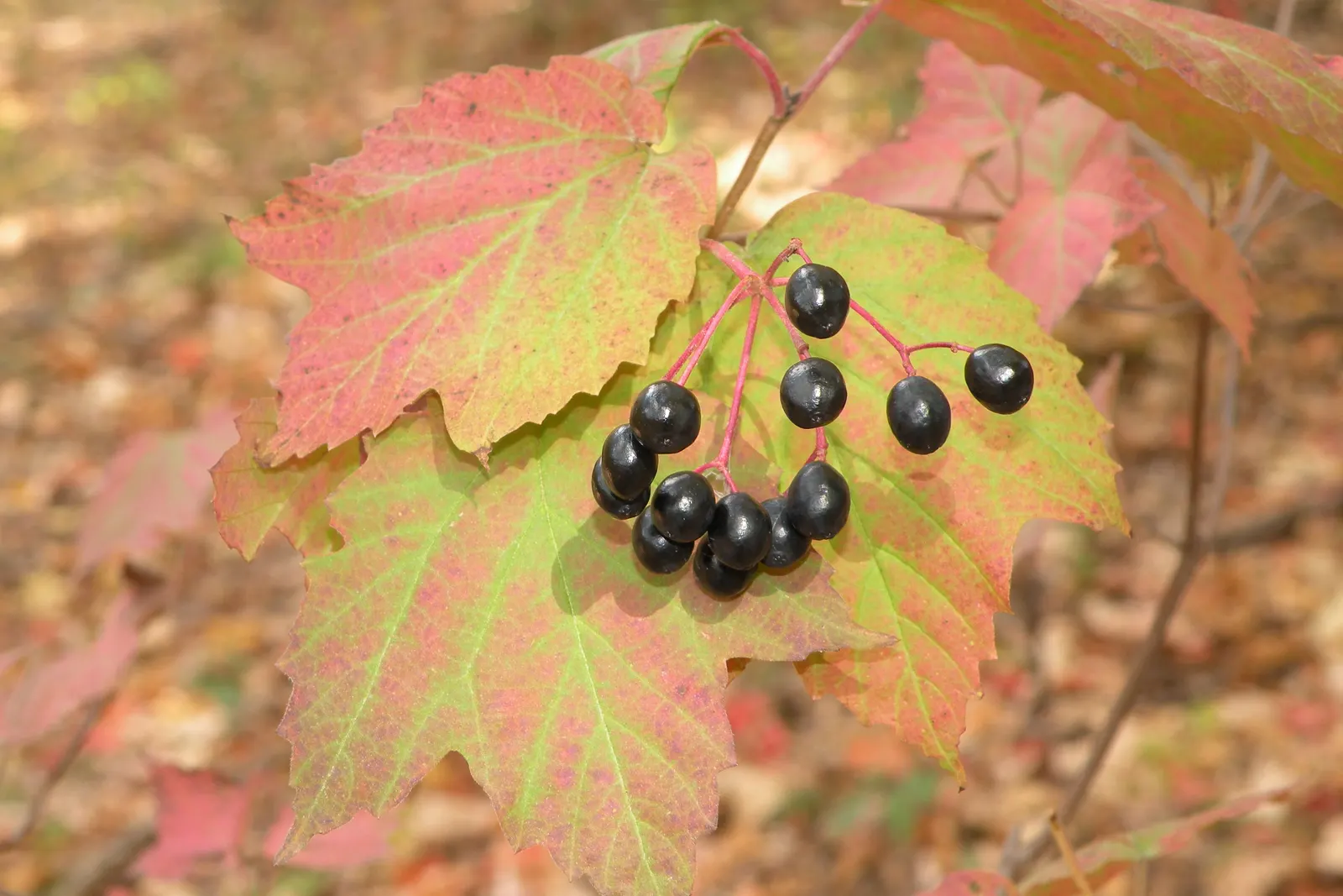 Mapleleaf Viburnum (Viburnum Acerifolium) — turning a striking purple to red hue in the autumn.<br><br>In late spring to early summer; is a native deciduous