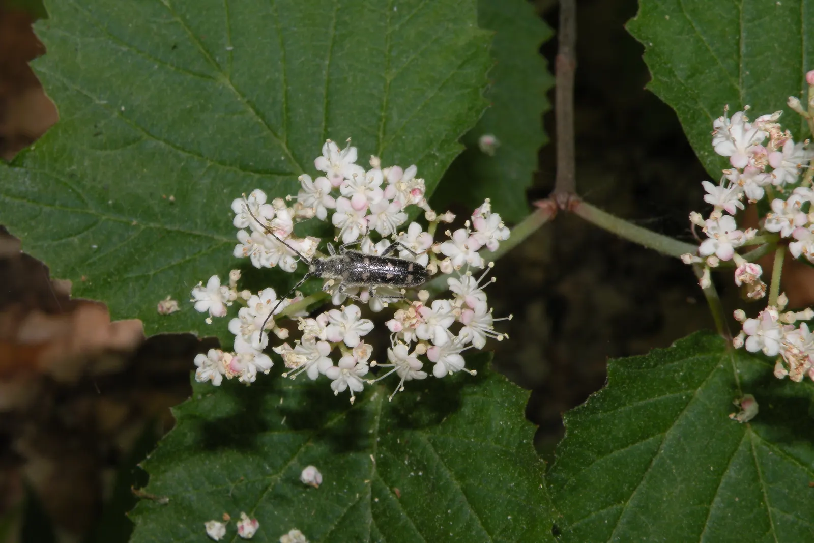 Mapleleaf Viburnum (Viburnum Acerifolium) — These fruits are a valuable food source for birds and other wildlife; turning a striking purple to red hue in the