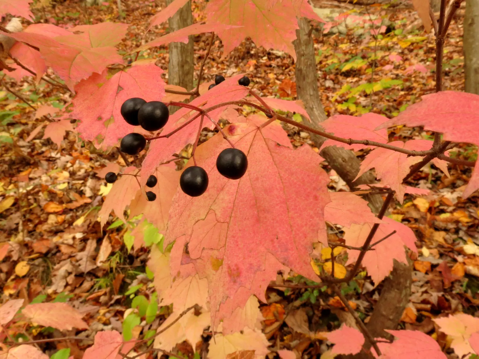 Mapleleaf Viburnum (Viburnum Acerifolium) — enhancing the ecological value of the garden.<br><br>Preferring areas with dappled sunlight; viburnum acerifolium