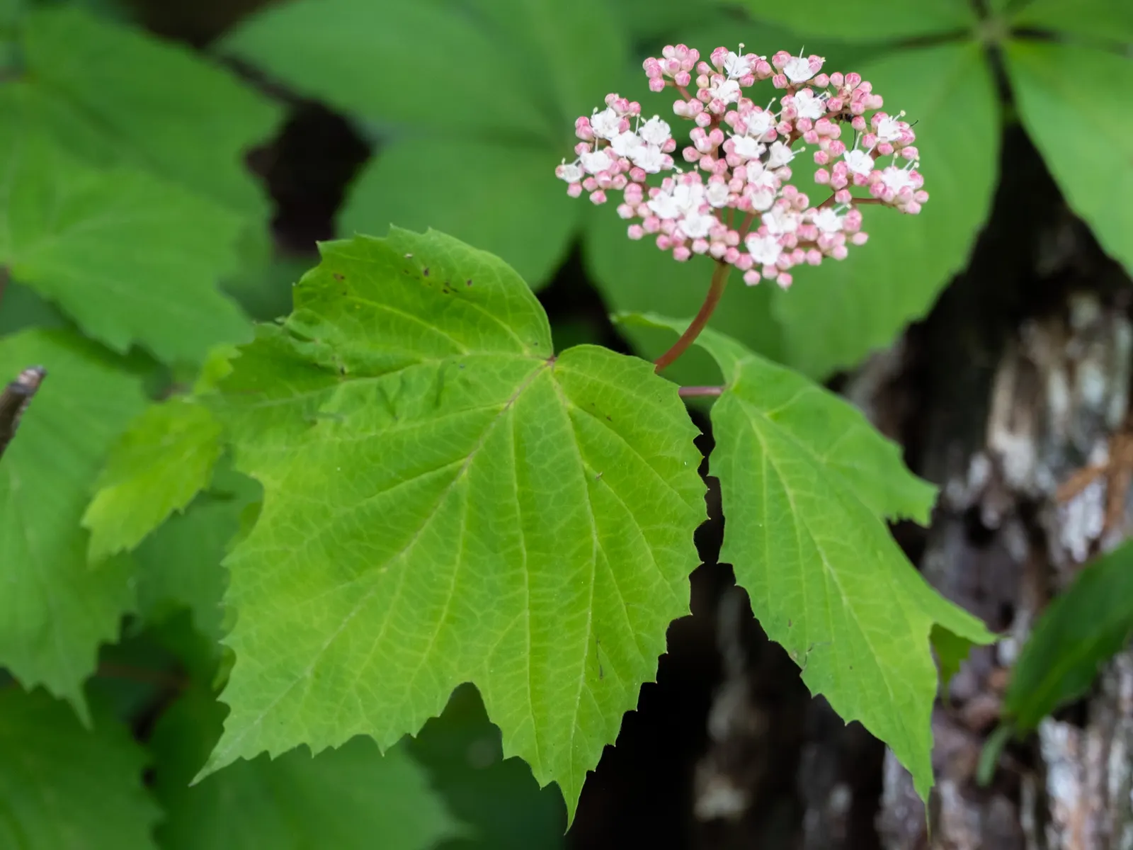 Mapleleaf Viburnum (Viburnum Acerifolium) — well-drained soil with a slightly acidic to neutral pH