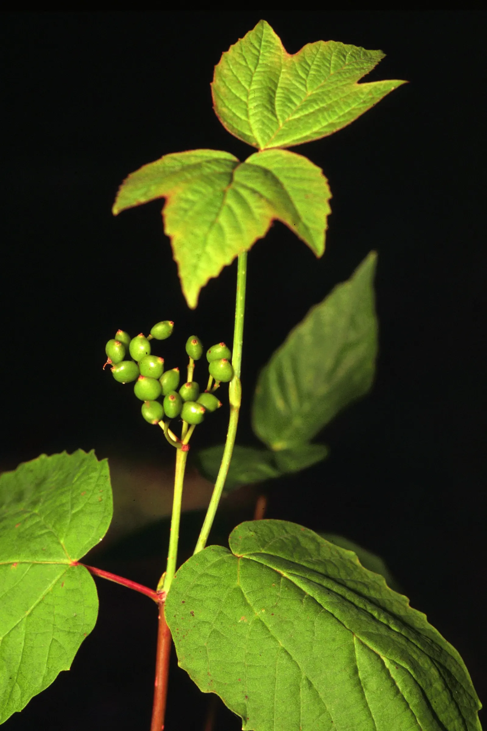 Mapleleaf Viburnum (Viburnum Acerifolium) — shrub with white blooms; these fruits are a valuable food source for birds and other wildlife