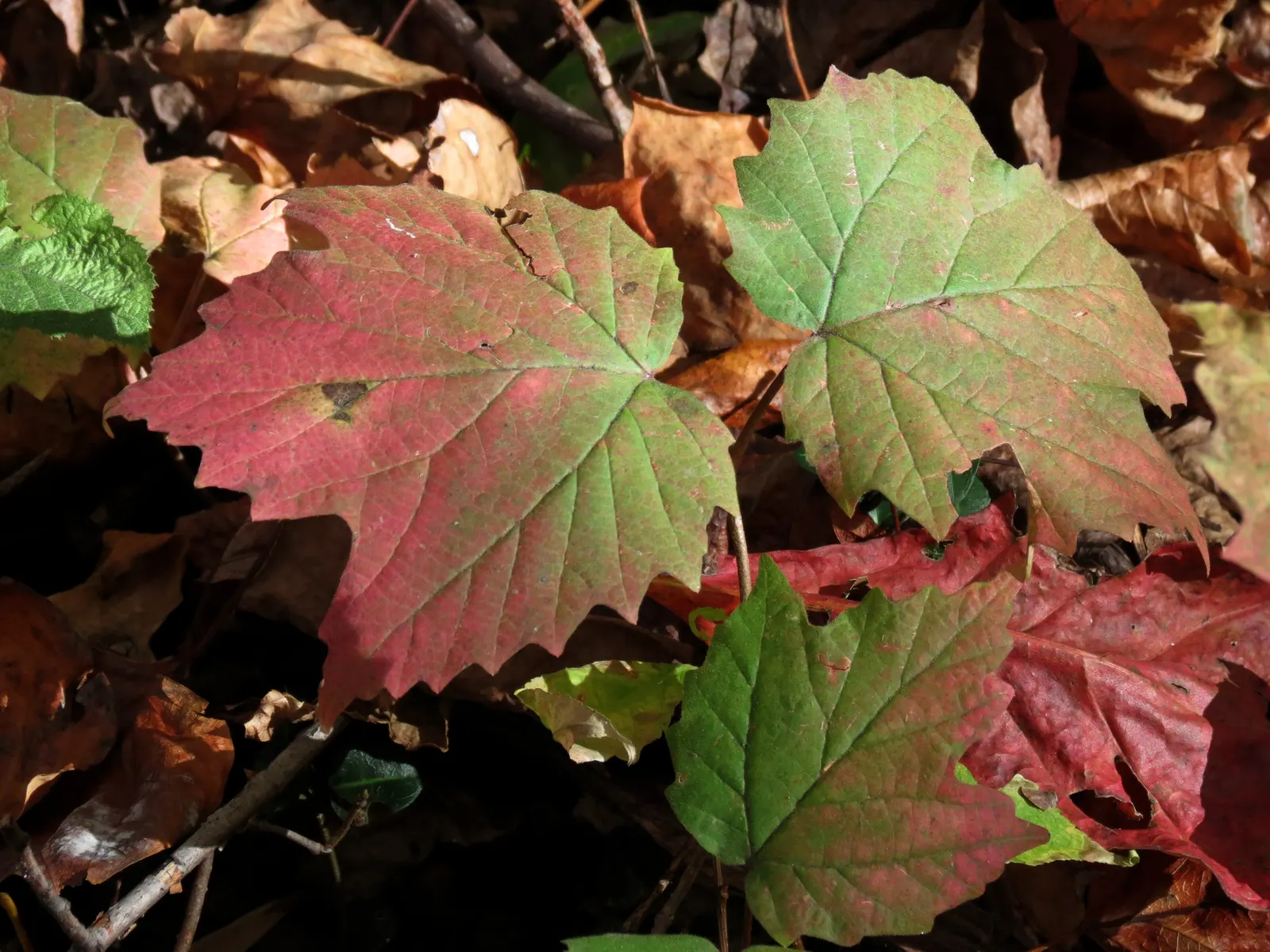 Mapleleaf Viburnum (Viburnum Acerifolium) — making it an excellent choice for enhancing the aesthetic and biodiversity of any garden space