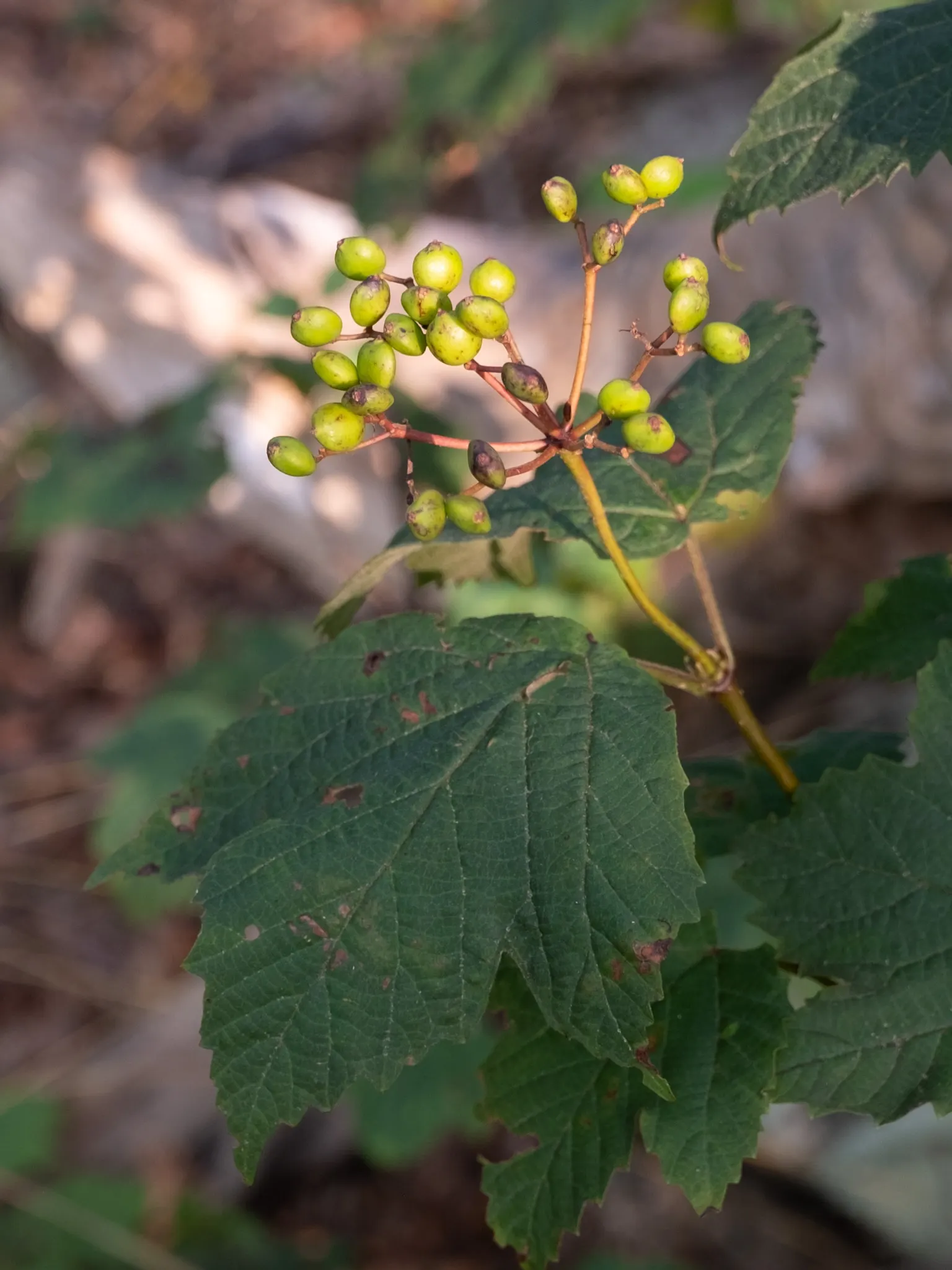 Mapleleaf Viburnum (Viburnum Acerifolium) — It reaches 3-6 feet in height with an equal spread