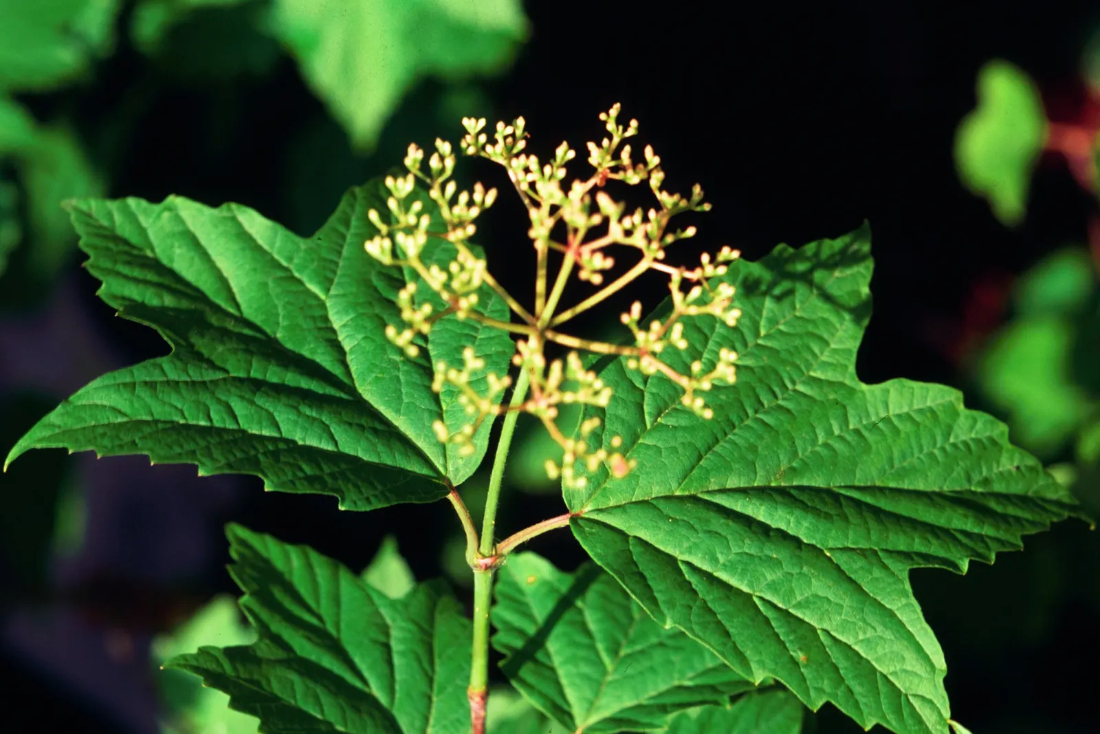 Mapleleaf Viburnum (Viburnum Acerifolium) — This resilient shrub lends natural charm and seasonal interest; white flowers in the garden