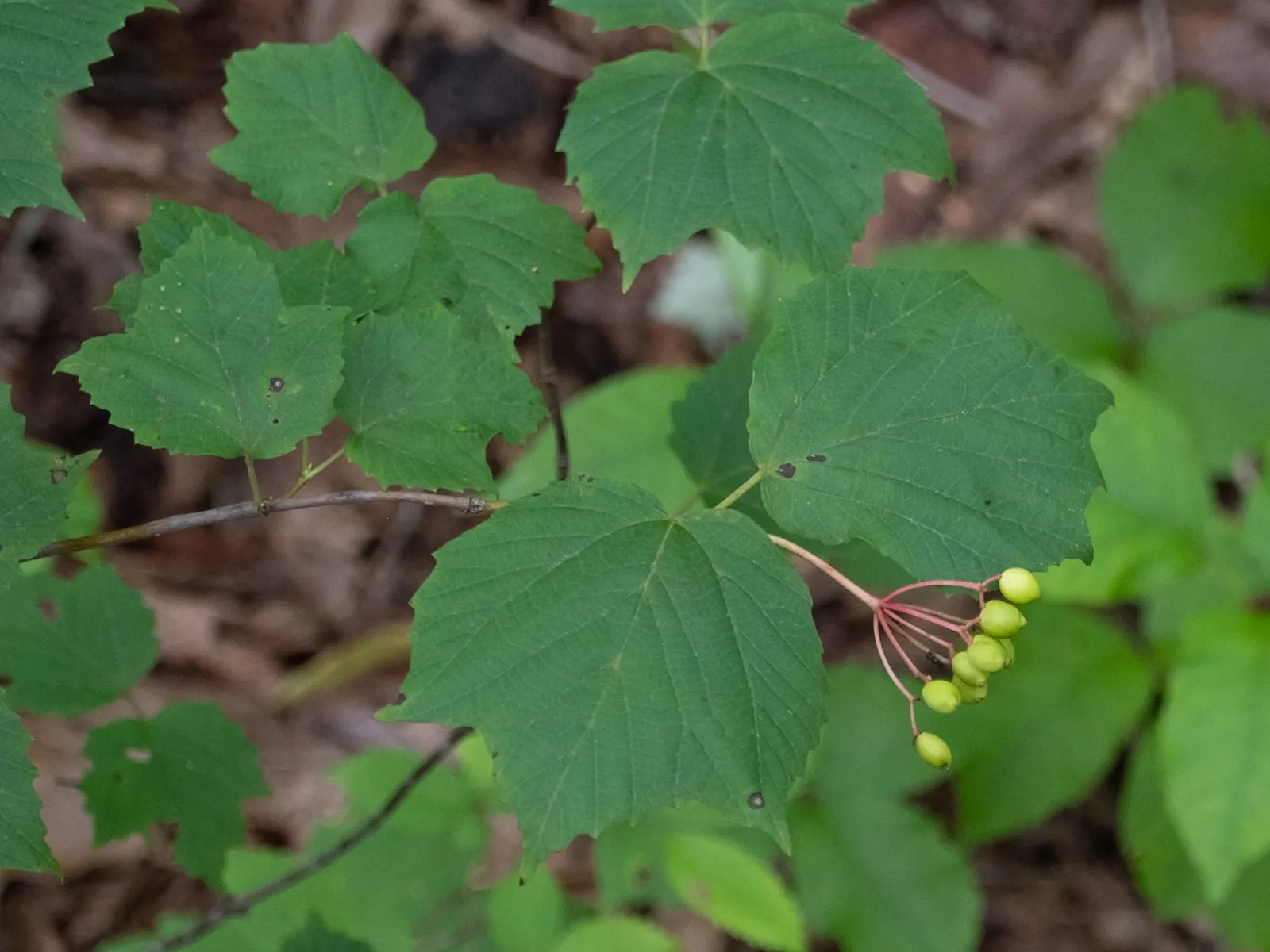 Mapleleaf Viburnum (Viburnum Acerifolium) — resembling those of a maple