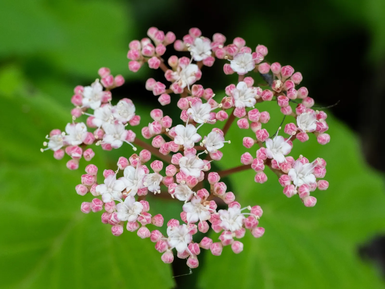 Mapleleaf Viburnum (Viburnum Acerifolium) — flourishing in USDA zones 4-8; making it a superb understory plant or a graceful border specimen
