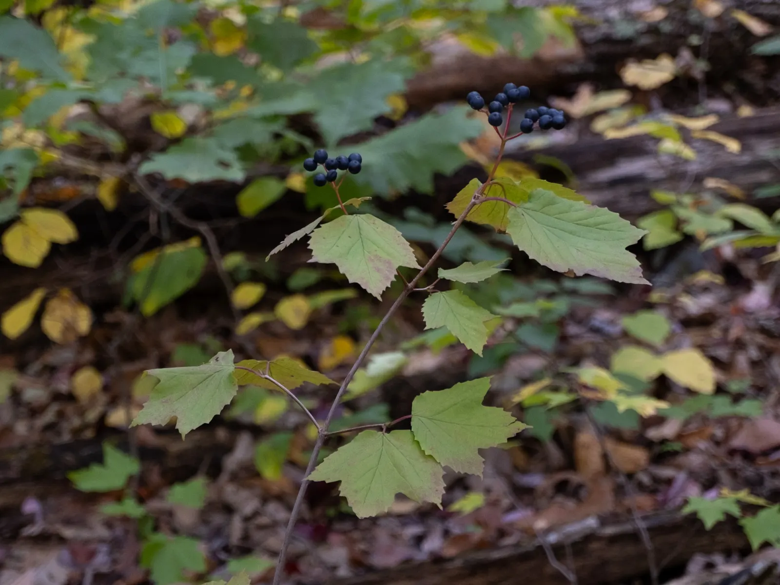 Mapleleaf Viburnum (Viburnum Acerifolium) — It reaches 3-6 feet in height with an equal spread; by late summer, these blooms give way to berry-like drupes