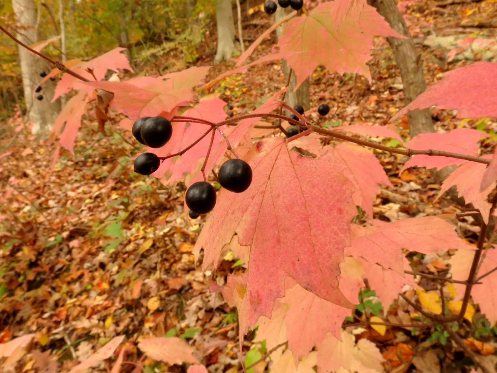 Mapleleaf Viburnum (Viburnum Acerifolium) — Mapleleaf Viburnum presents a profusion of creamy-white flowers in flat-topped cymes, image 44