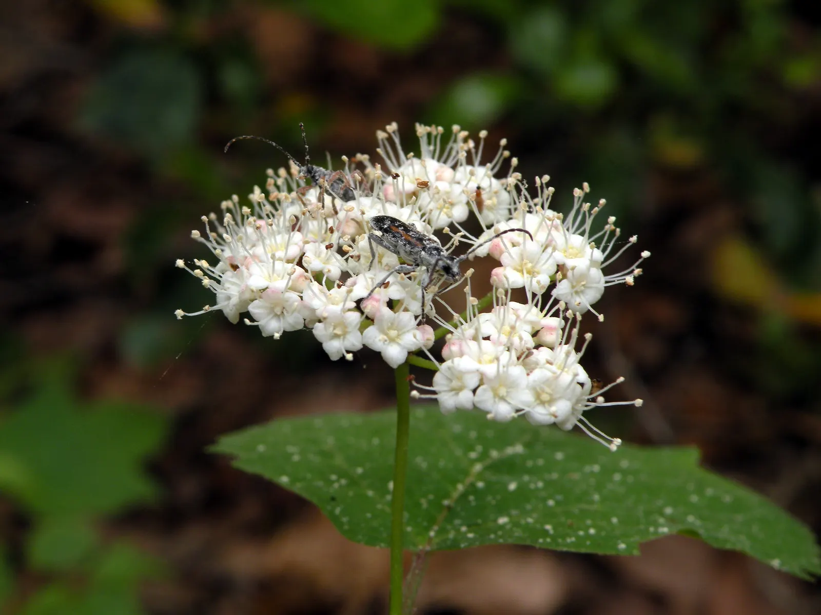 Mapleleaf Viburnum (Viburnum Acerifolium) — Its compact size typically reaches 4 to 6 feet in height and spreads in a similar fashion; offering a multi-season