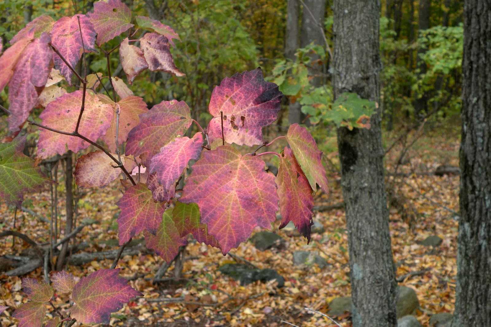 Mapleleaf Viburnum (Viburnum Acerifolium) — which provide a subtle yet elegant appeal; shrub for full or half