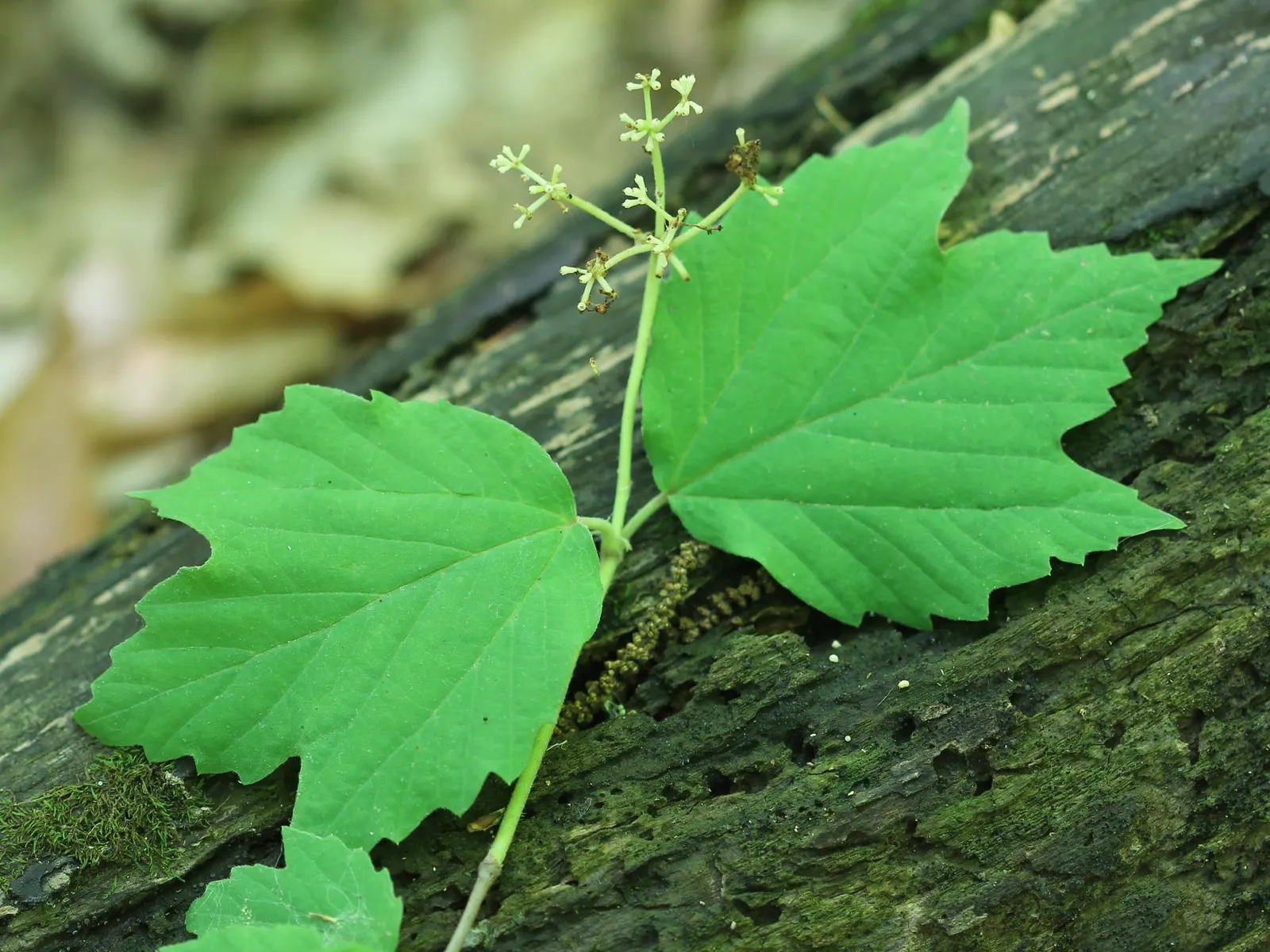 Mapleleaf Viburnum (Viburnum Acerifolium) — is a native deciduous shrub
