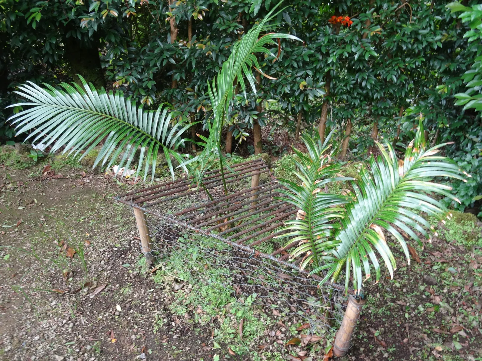 Madagascar Sago (Cycas Thouarsii) — which should be considered in the landscape planning.<br><br>Cycas thouarsii exhibits a stout