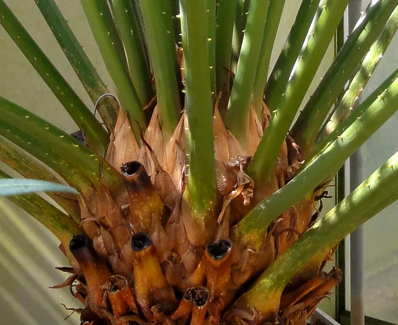 Madagascar Sago (Cycas Thouarsii) — When integrating Cycas thouarsii into a design