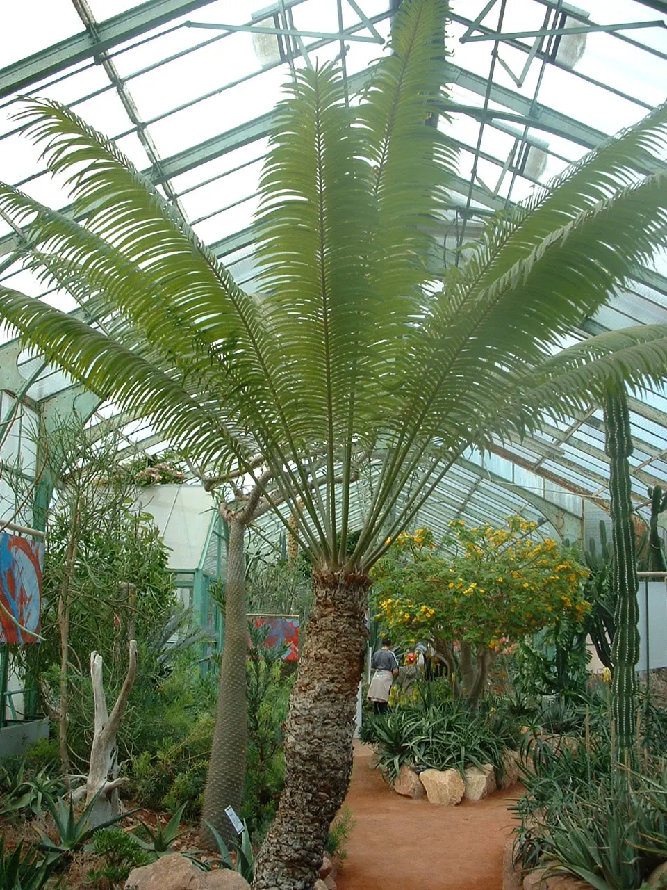 Madagascar Sago (Cycas Thouarsii) — The Madagascar Sago, Cycas thouarsii, is a majestic cycad, prevalent in tropical landscapes; this slow-growing plant