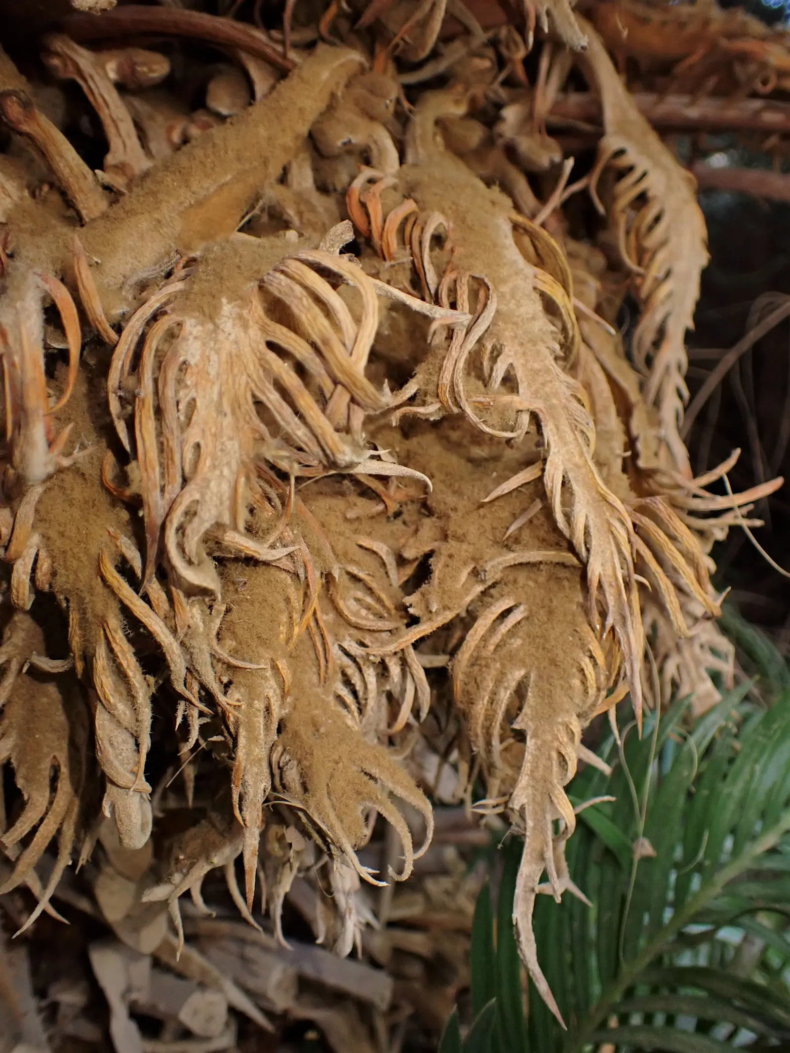 Madagascar Sago (Cycas Thouarsii) — It's drought-tolerant once established but sensitive to frost