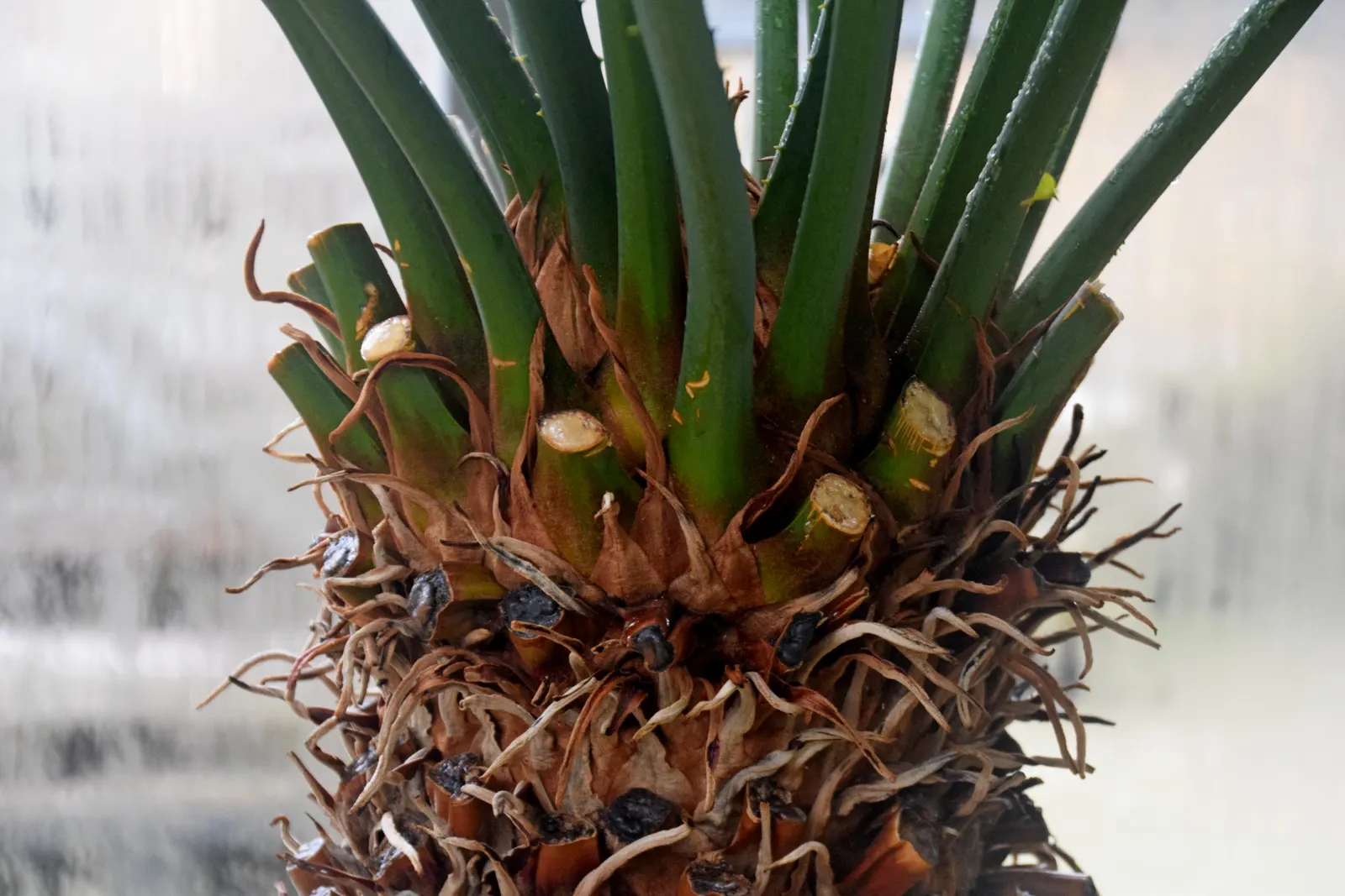 Madagascar Sago (Cycas Thouarsii) — This slow-growing plant prefers full sun to partial shade and well-drained soil
