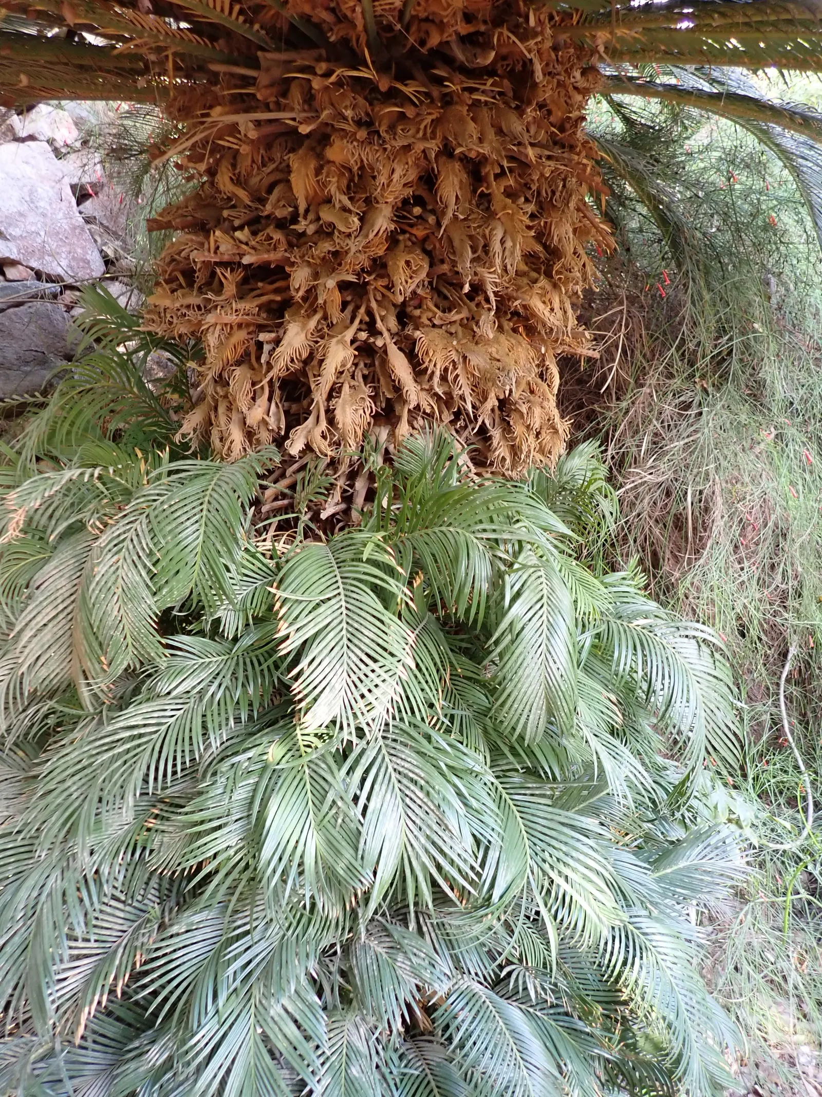 Madagascar Sago (Cycas Thouarsii) — cylindrical trunk that can achieve heights of up to 18 feet