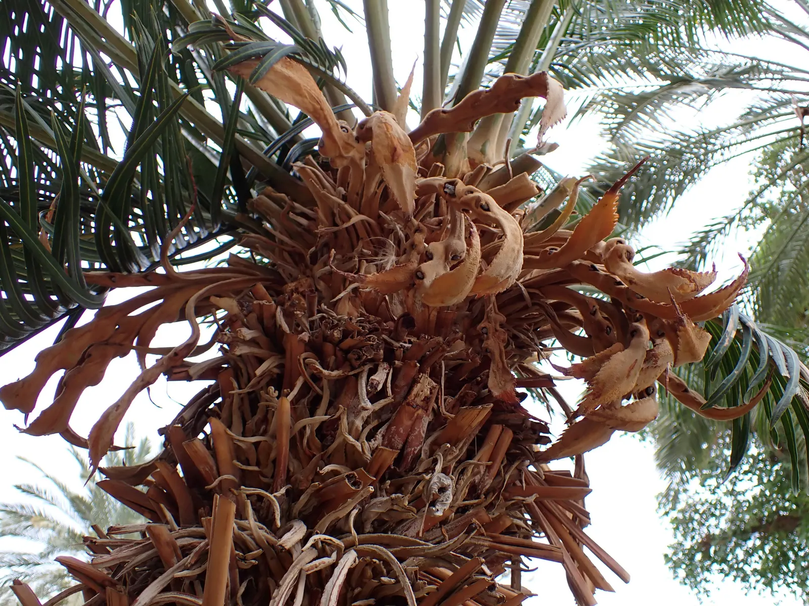 Madagascar Sago (Cycas Thouarsii) — It boasts a thick trunk and arching, feather-like fronds up to 9 ft long; giving them a feather-like