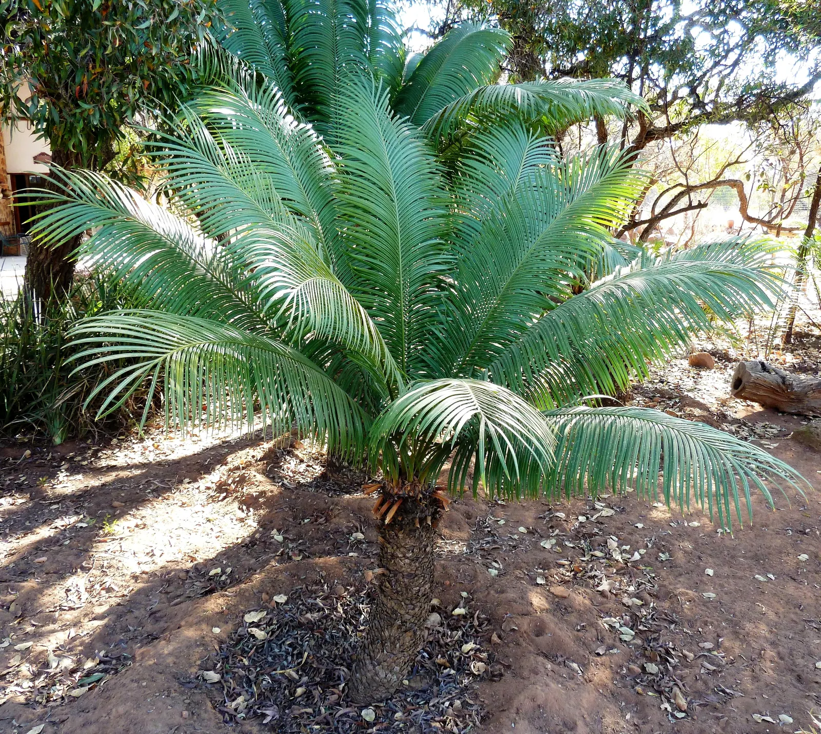 Madagascar Sago (Cycas Thouarsii) — It can reach up to 20 ft in height, with a 10 ft spread; cylindrical trunk that can achieve heights of up to 18 feet