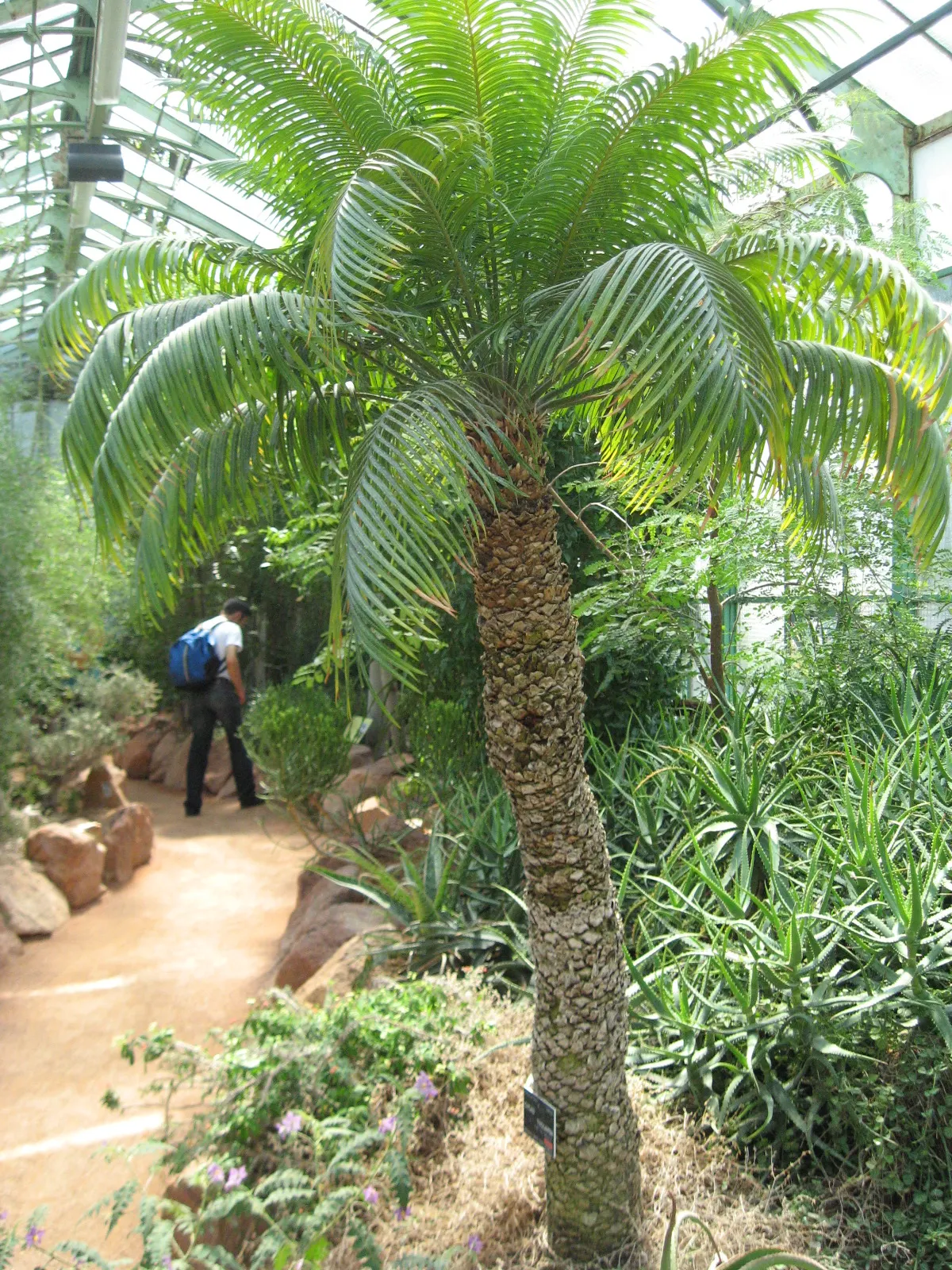 Madagascar Sago (Cycas Thouarsii) — This slow-growing plant prefers full sun to partial shade and well-drained soil; it can reach up to 20 ft in height, with a