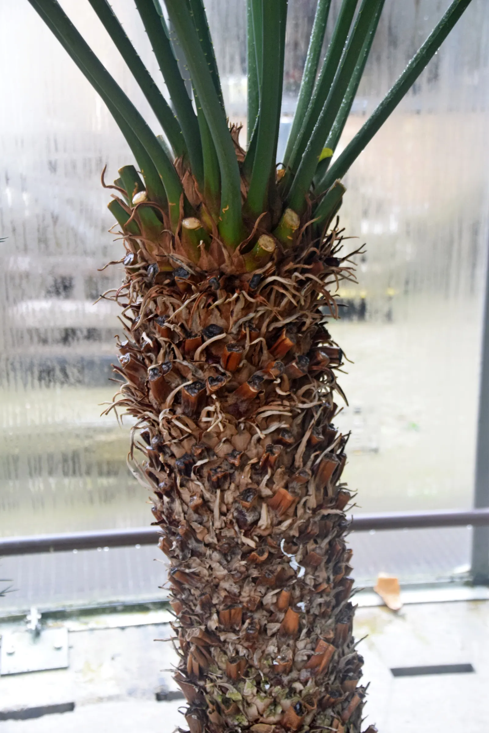 Madagascar Sago (Cycas Thouarsii) — It is not a true palm but a cycad, native to the warm climates of Madagascar