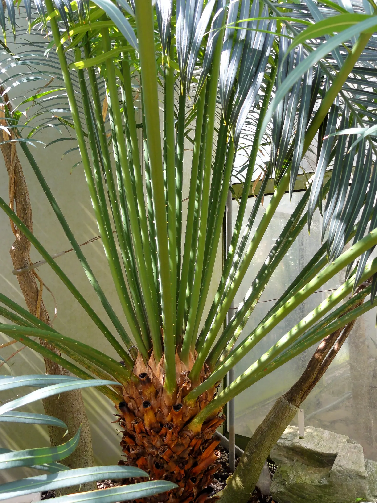 Madagascar Sago (Cycas Thouarsii) — reaching lengths of 3 to 6 feet