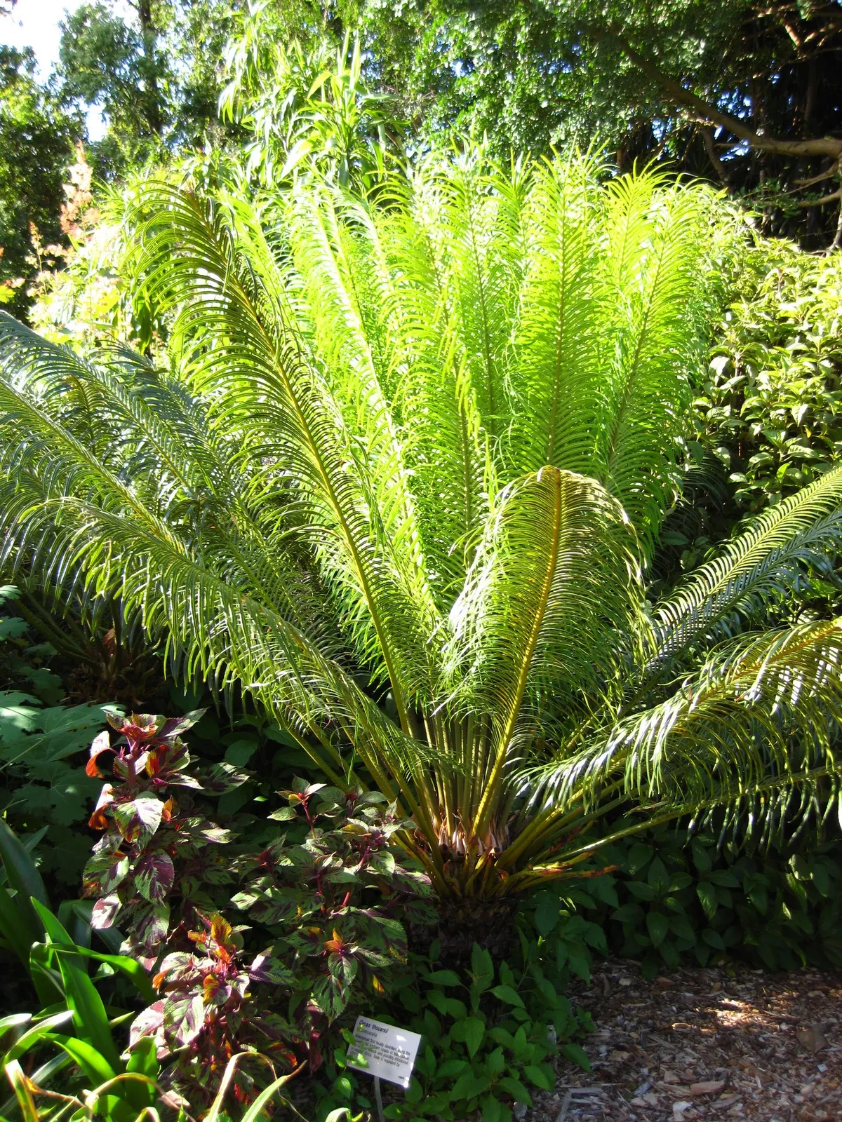 Madagascar Sago (Cycas Thouarsii) — The Madagascar Sago, Cycas thouarsii, is a majestic cycad, prevalent in tropical landscapes