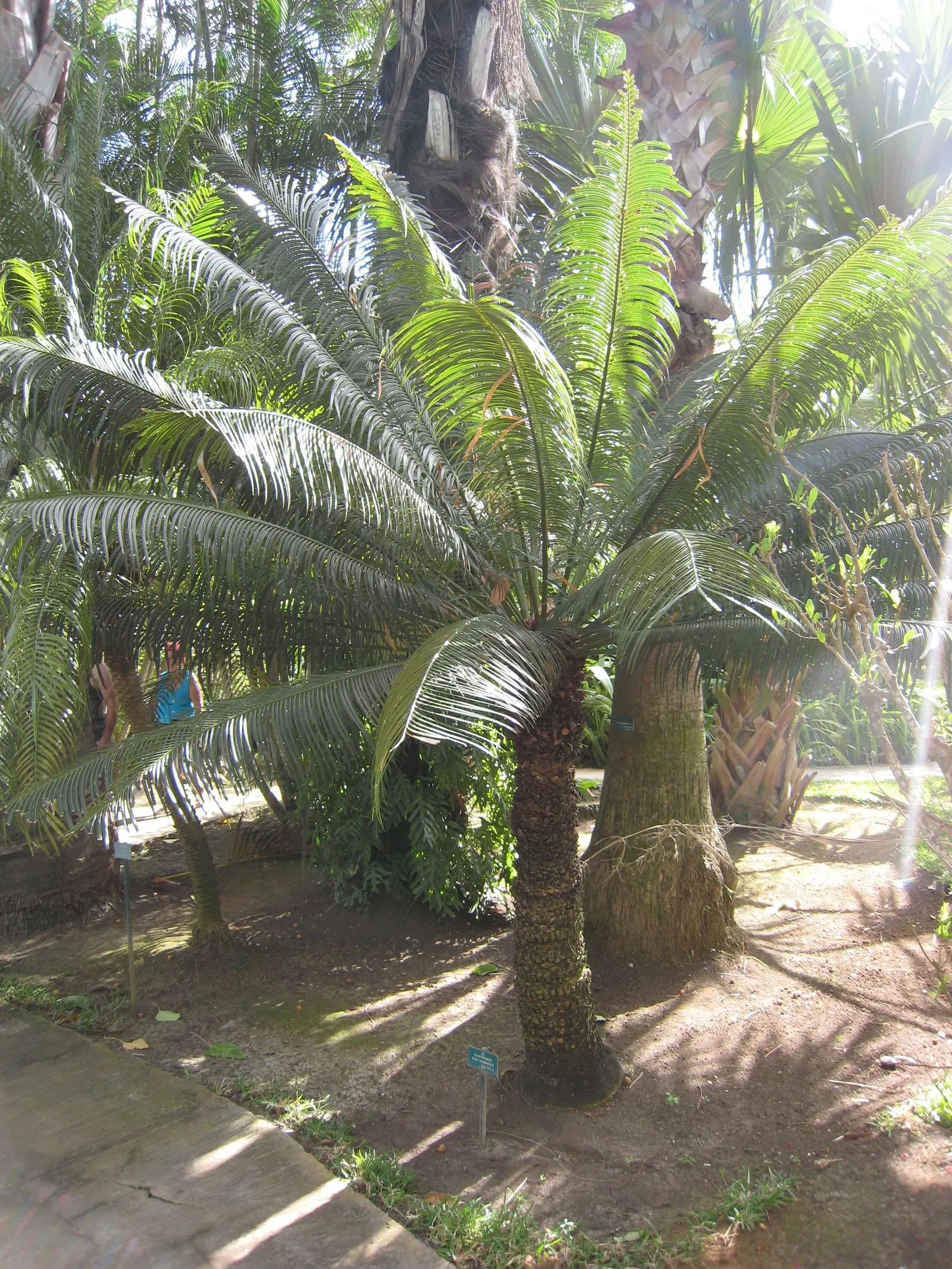 Madagascar Sago (Cycas Thouarsii) — Ideal for dramatic focal points in gardens
