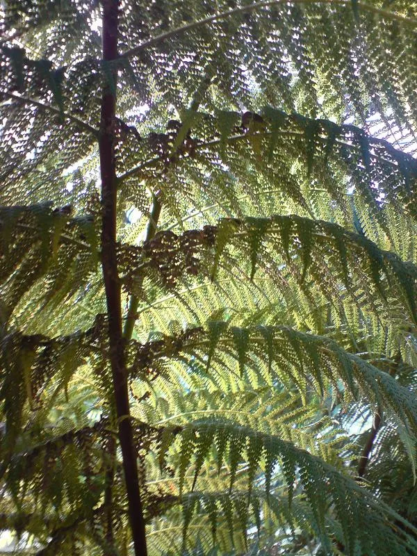 Madagascar Sago (Cycas Thouarsii) — as all parts of Cycas thouarsii are toxic if ingested
