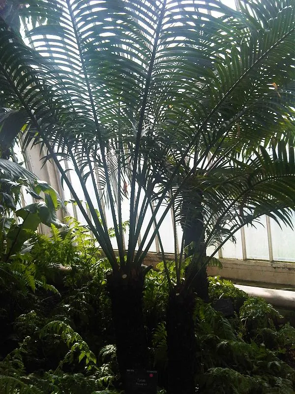 Madagascar Sago (Cycas Thouarsii) — which should be contemplated for long-term planning.<br><br>Caution is advised when handling or planting