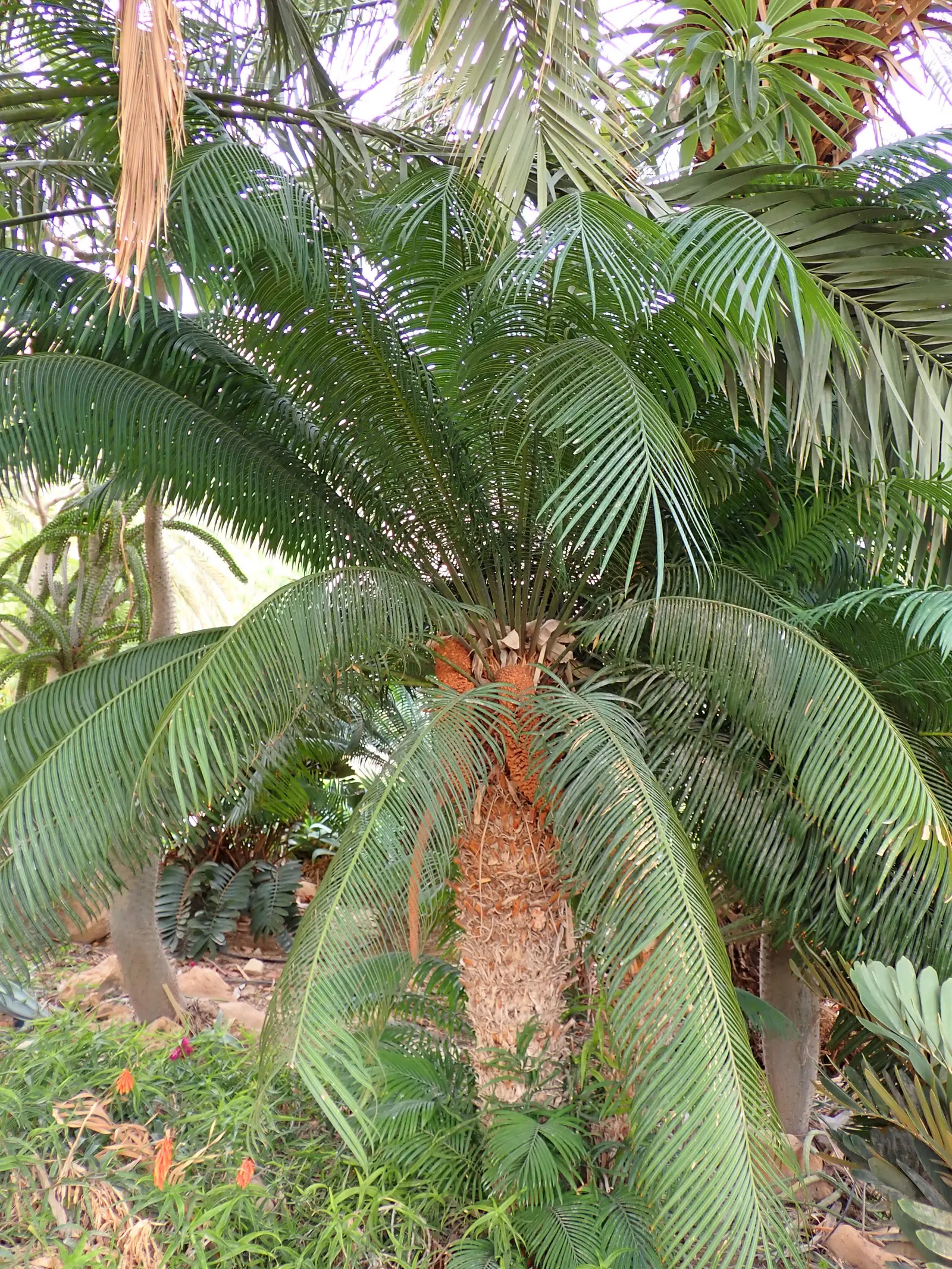 Madagascar Sago (Cycas Thouarsii) — It can reach up to 20 ft in height, with a 10 ft spread