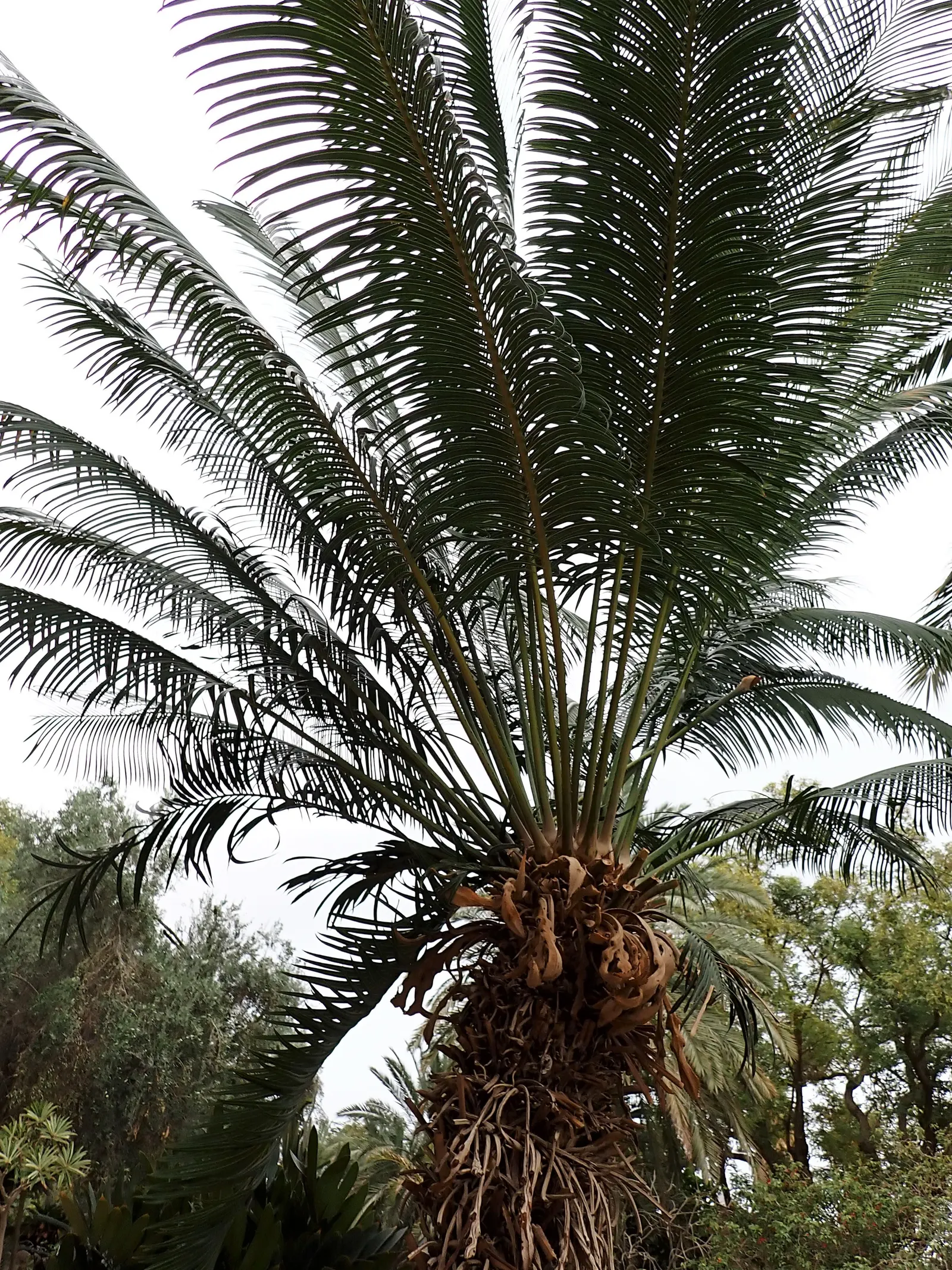 Madagascar Sago (Cycas Thouarsii) — It boasts a thick trunk and arching, feather-like fronds up to 9 ft long
