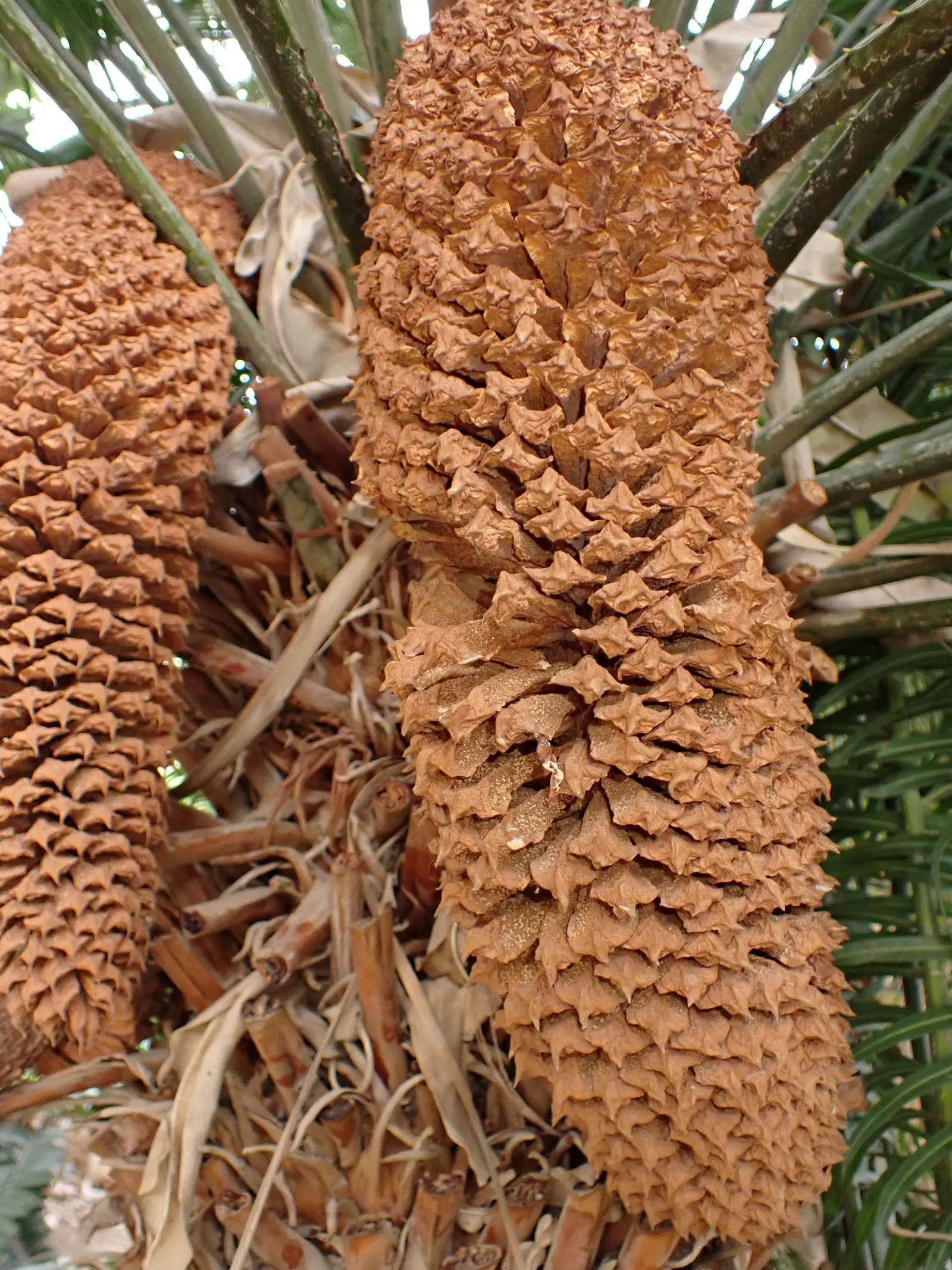 Madagascar Sago (Cycas Thouarsii) — scientifically known as Cycas thouarsii