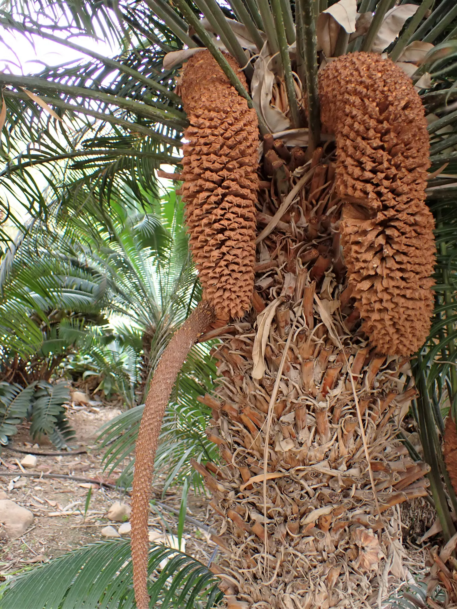Madagascar Sago (Cycas Thouarsii) — with a diameter typically ranging from 8 to 12 inches