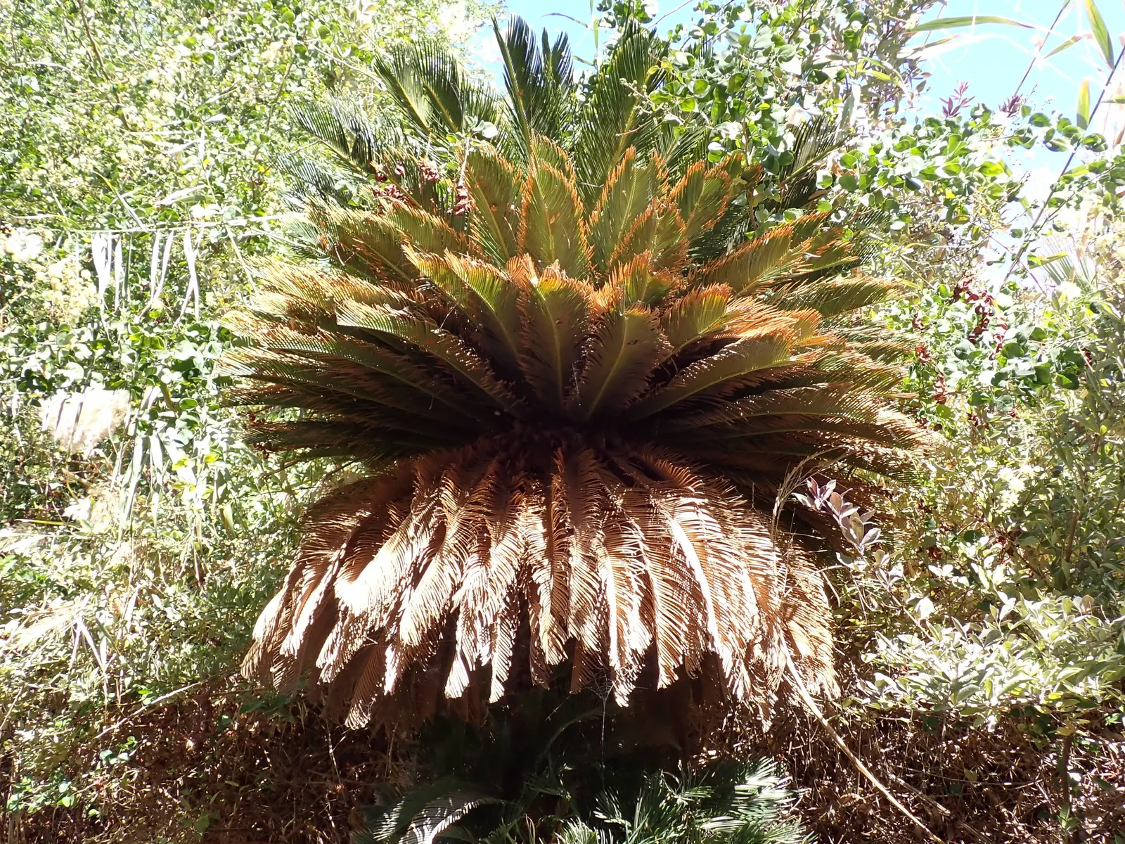 Madagascar Sago (Cycas Thouarsii) — This species thrives in USDA hardiness zones 9b to 11