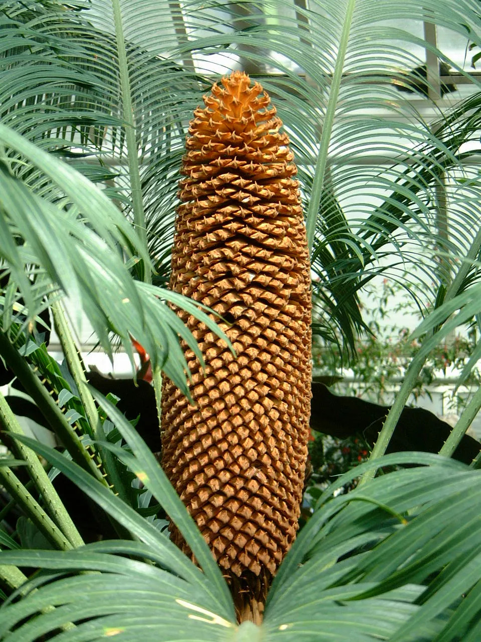 Madagascar Sago (Cycas Thouarsii) — palm for full or half