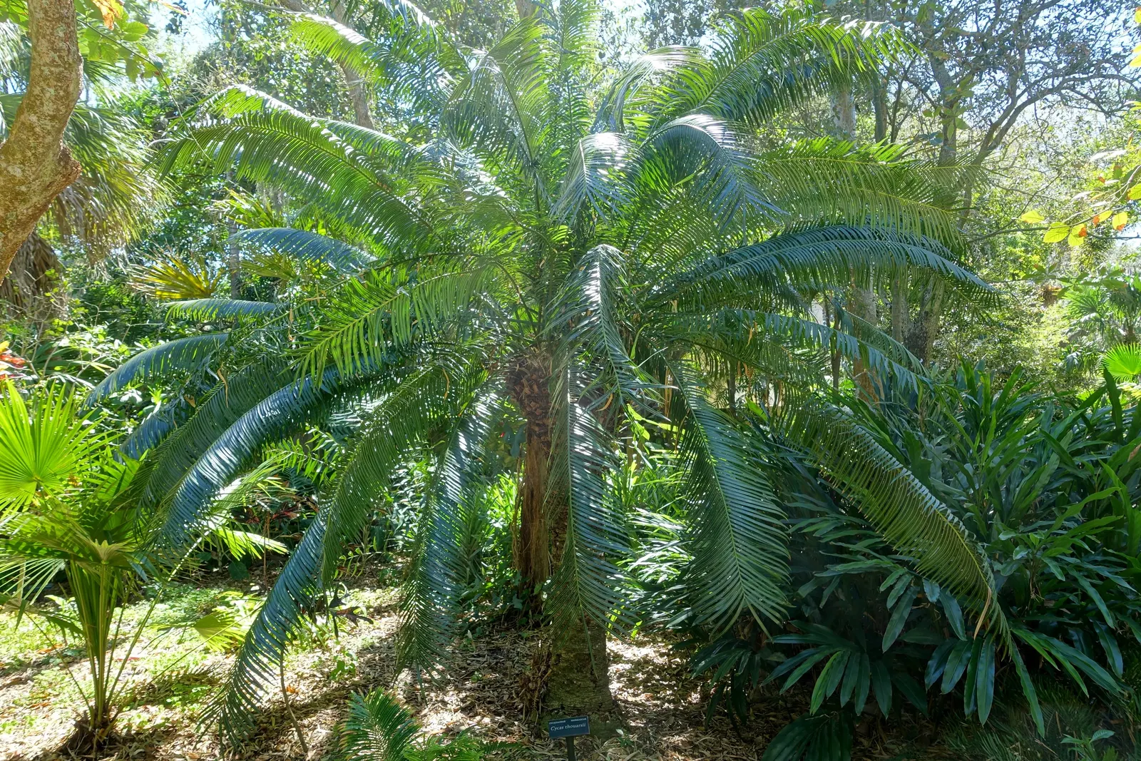 Madagascar Sago (Cycas Thouarsii) — giving them a feather-like appearance.<br><br>During its reproductive phase